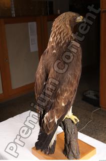 Hawk 0136